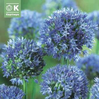 Allium caeruleum