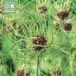 Allium 'Hair': Bild 1/1