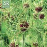 Allium 'Hair' - Zierlauch
