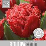 Tulipa Bendigo - Gefranstblütige Tulpe