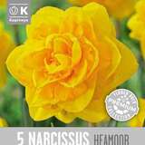 Narcissus Heamoor - Narzisse