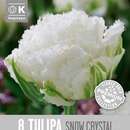 Tulipa Snow Crystal - Gefranstblütige Tulpe