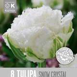 Tulipa Snow Crystal - Gefranstblütige Tulpe