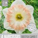 Narcissus British Gamble - Narzisse