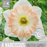 Narcissus British Gamble - Narzisse