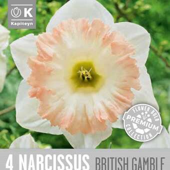 Narcissus British Gamble
