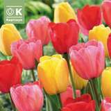 Tulpe Darwin Mischung - Tulpen-Mischung