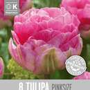 Tulipa Pinksize - Gefülltblütige Tulpe