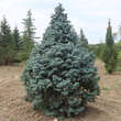 Abies concolor 'Compacta': Bild 2/2
