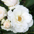 Rose 'Princess of Wales': Bild 2/5