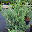Juniperus pfitzeriana 'Pfitzeriana Glauca': Bild 1/1