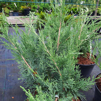 Juniperus pfitzeriana 'Pfitzeriana Glauca'