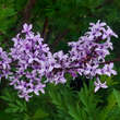Syringa protolaciniata: Bild 1/2
