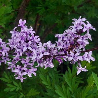 Syringa protolaciniata