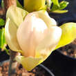 Magnolia 'Sunsation': Bild 1/4