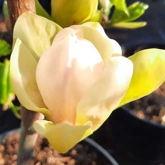 Magnolia 'Sunsation'