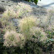 Cotinus coggygria 'Young Lady': Bild 1/1