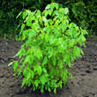 Staphylea holocarpa: Bild 1/1