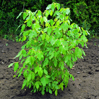 Staphylea holocarpa