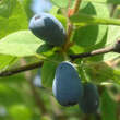 Lonicera caerulea kamtschatica 'Blue Velvet': Bild 1/2