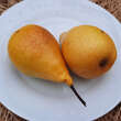 Pyrus communis 'Gute Luise von Avranches': Bild 1/1