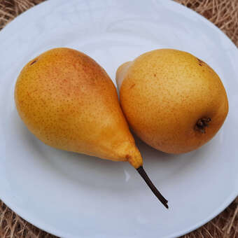 Pyrus communis 'Gute Luise von Avranches'