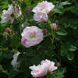 Rose 'York and Lancaster': Bild 1/1