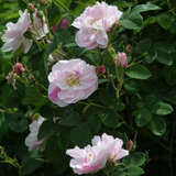 Rose 'York and Lancaster' - Historische Strauchrose