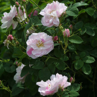 Rose 'York and Lancaster'