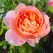 Rose 'The Lion Rose': Bild 1/1