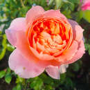 Rose 'The Lion Rose' - Englische Beetrose