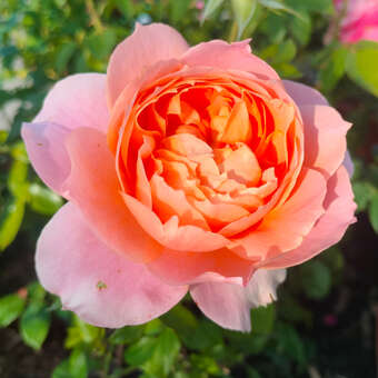 Rose 'The Lion Rose'