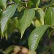 Eucommia ulmoides: Bild 1/1