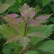 Acer cissifolium: Bild 1/1