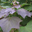 Catalpa erubescens 'Purpurea': Bild 1/1