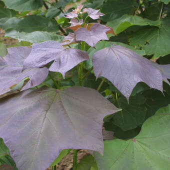 Catalpa erubescens 'Purpurea'