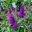 Buddleja davidii 'Butterfly Candy Little Purple': Bild 1/1