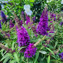 Buddleja davidii 'Little Purple' - Zwerg-Sommerflieder