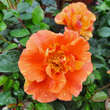 Rose 'Lollipop': Bild 1/1