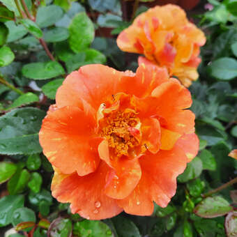 Rose 'Lollipop'