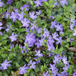 Vinca minor 'La Grave': Bild 1/5
