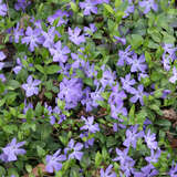 Vinca minor 'La Grave' - Immergrün