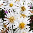 Aster ageratoides 'Starshine': Bild 1/3