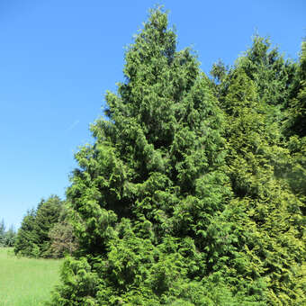 Thuja plicata 'Dura'