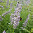 Agastache foeniculum: Bild 3/3