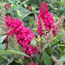 Buddleja davidii 'Butterfly Candy Little Ruby' - Zwerg-Sommerflieder