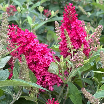 Buddleja davidii 'Little Ruby'