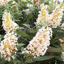Buddleja davidii 'Little White' - Zwerg-Sommerflieder