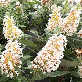 Buddleja davidii 'Little White'