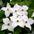 Cornus kousa 'Nicole': Bild 1/4